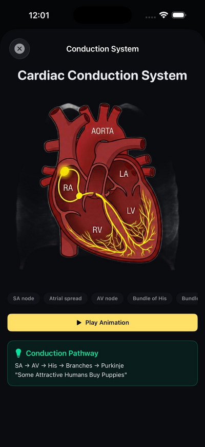 CardioLens — Conduction System